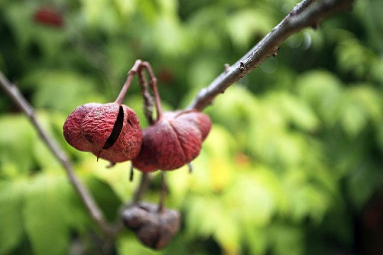 1489762949Mexican-buckeye-Ungnadia-speciosa-seeds-epohl.jpg