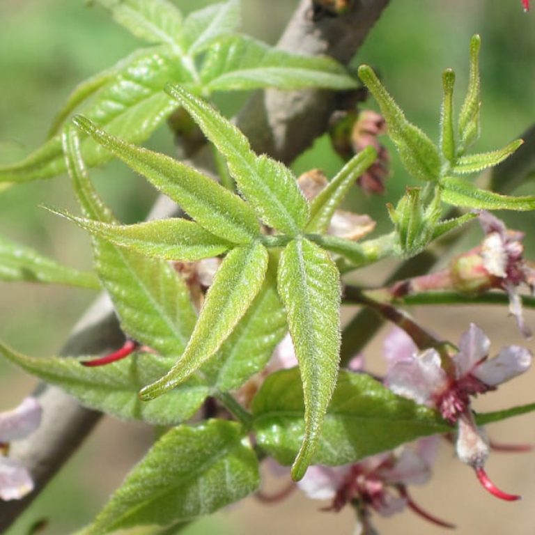 1489762984buckeye-mexican-ungnadia-speciosa-detail-spring-leaf.jpg