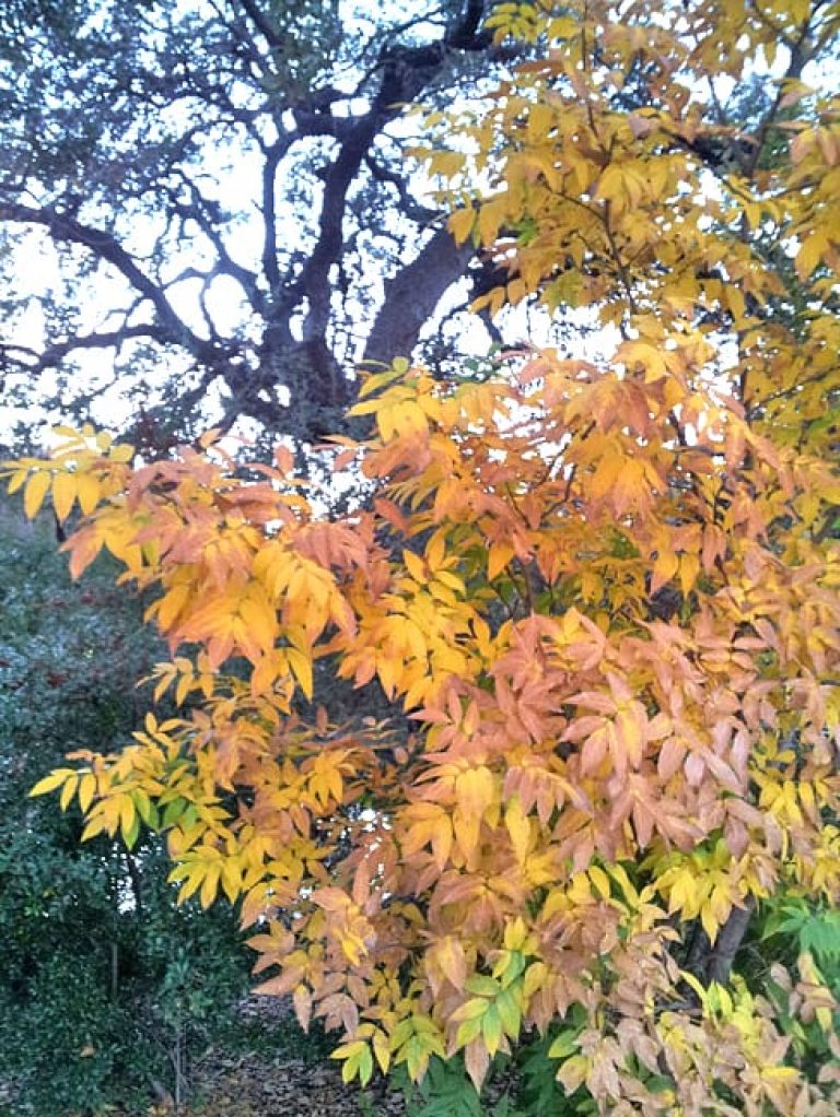 1489762995buckeye-Mexican-Ungnadia-speciosa-form-fall-color.jpg