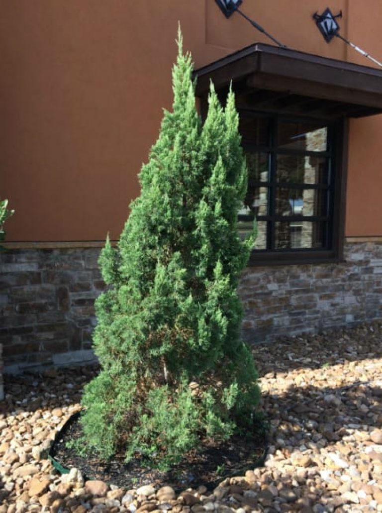 1491930525Juniper-chinese-Juniperus-chinensis-form2-mp.jpg