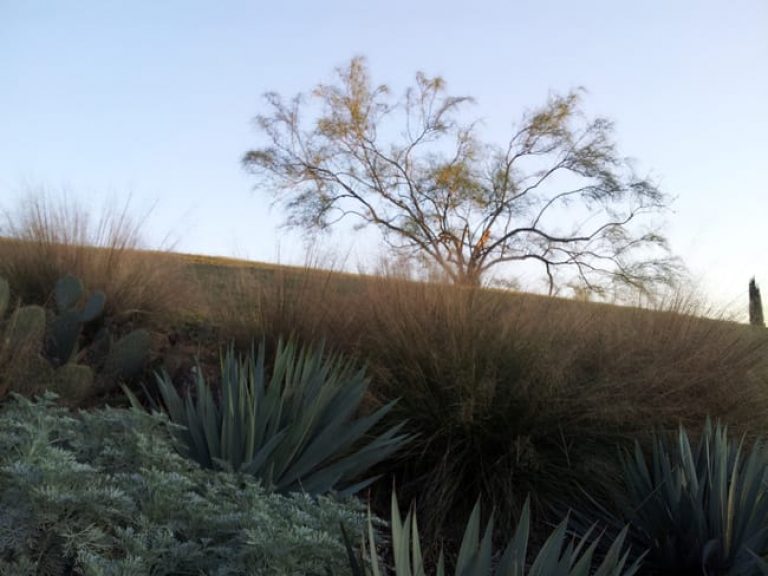 1492116895retama-parkinsonia-aculeata-20121128-form-winter.jpg