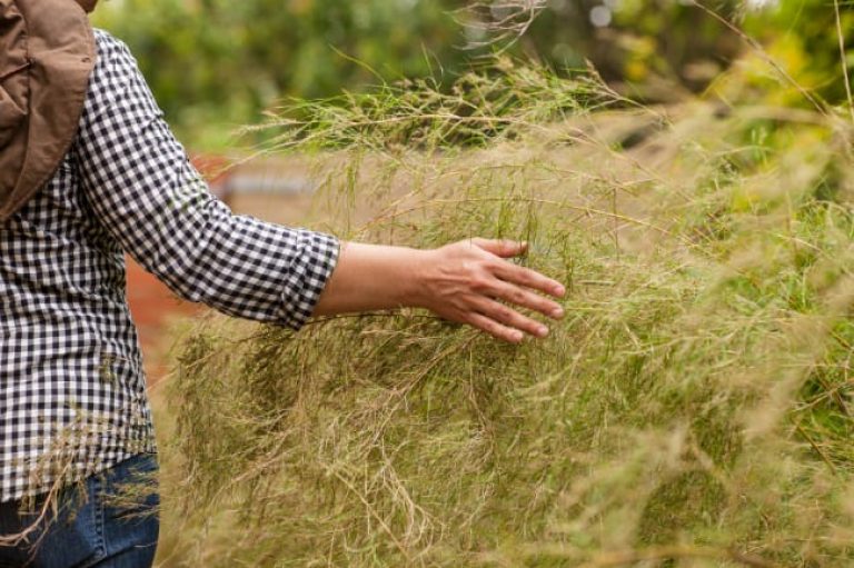 1492806849Muhly-Bamboo-Muhlenbergia-dumosa-form-Heather-Ginsberg.jpg