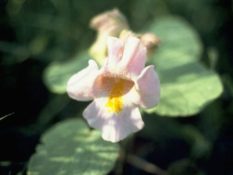 1492808154Devils-Claw-Proboscidea-louisianica-detail-flower-courtesy-NPIN-K-Kline-PCD0874_IMG0002.jpg