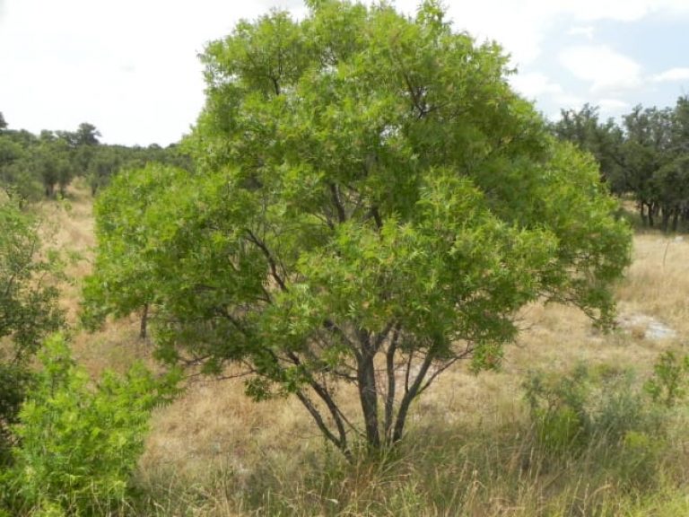 1492808425Sumac-prairie-flameleaf-Rhus-lanceolata-form-8-2015.jpg