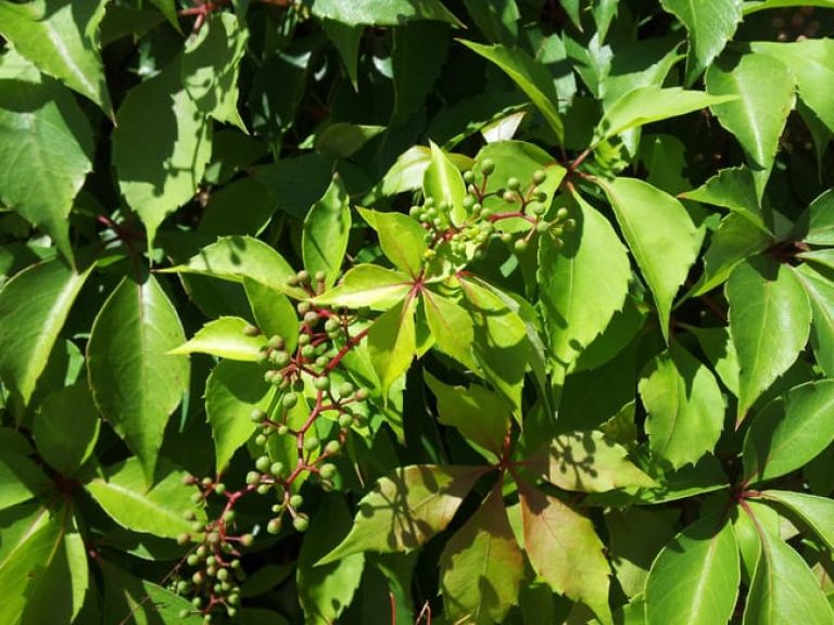 1493037686Virginia-Creeper-Parthenocissus-quinquefolia-detail.jpg