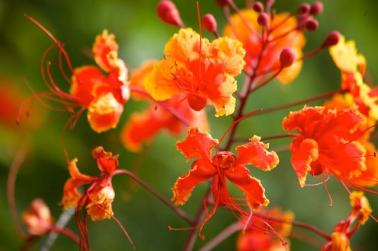 1493040569Poinciana-Pride-of_barbados-Caesalpinia-pulcherrima-detail-rogers.jpg