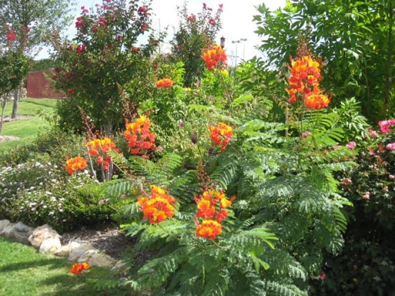 1493040692Pride-of-Barbados-Caesalpinia-pulcherrima-form.jpg