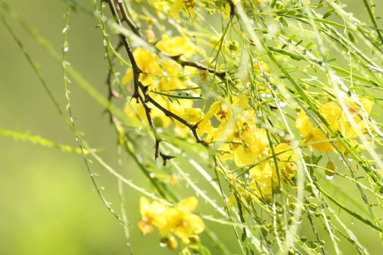 1493040805retama-parkinsonia-aculeata-brad-wier-san-antonio-botanical-april.JPG