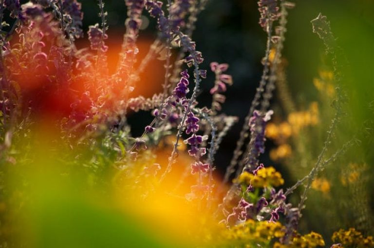 1493066189Sage-Velvet-Salvia-leucantha-detail-Monte-Vista-jrisner.jpg