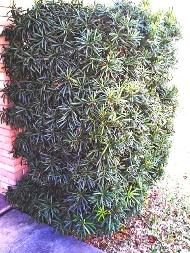 1493067507Japanese-Yew-Podocarpus-macrophyllus-form.jpg