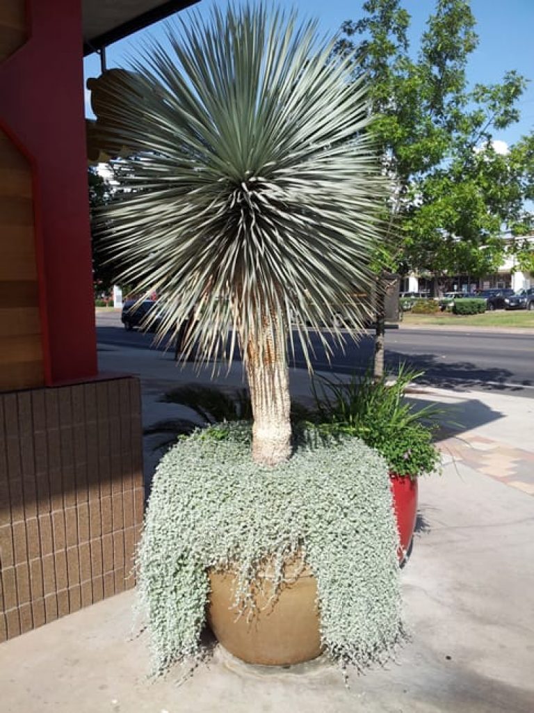 1493240492Yucca-Big-Bend-yucca-rostrata-form-Austin-August.jpg