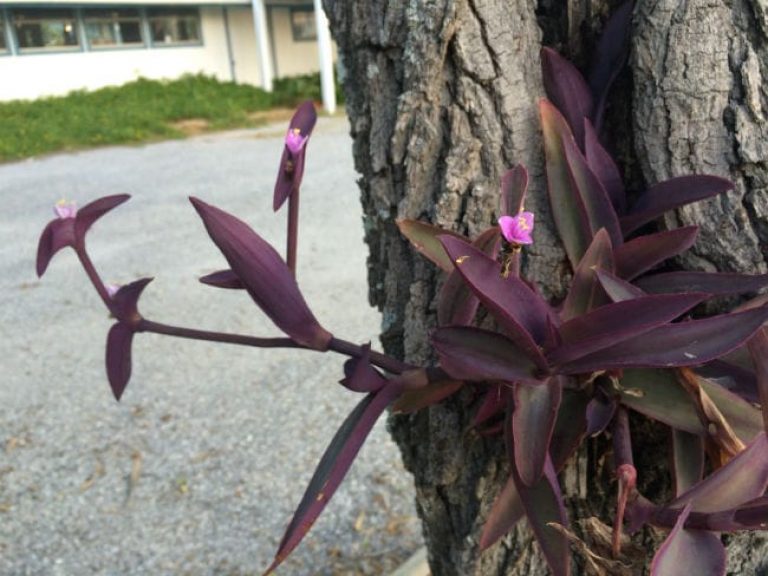 1494450425Purple-Heart-Tradescantia-pallida-detail-Rockport-6-2016-bwier.jpg