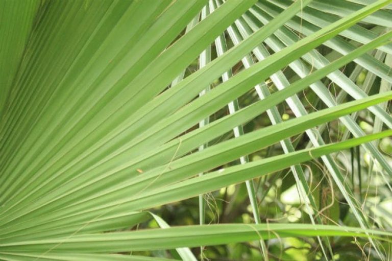 1495559874Palm-texas-sabal-Sabal-mexicana-detail-leaf.jpg