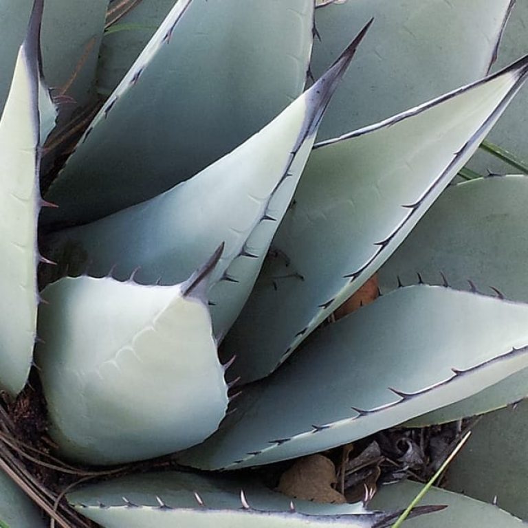 1497016589Agave-Parry-Agave-parryi-leaf-brad-wier-detail.jpg