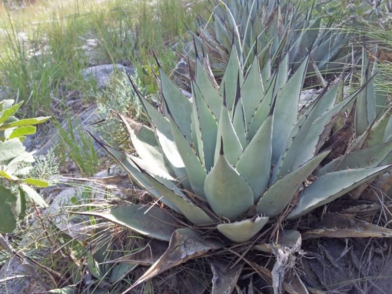 1497016597Agave-Parry-Agave-parryi-form.jpg