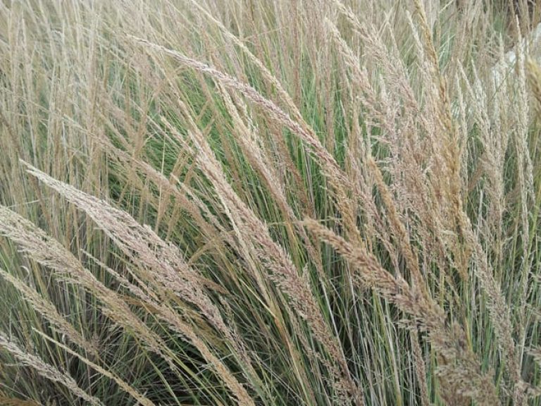 1497018906muhly-grass-lindheimers-muhlenbergia-lindheimeri-detail.jpg