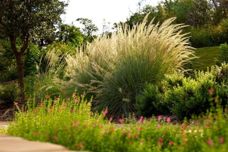 1497018996s-Lindheimer-Muhly-with-Salvia-in-Foreground.jpg