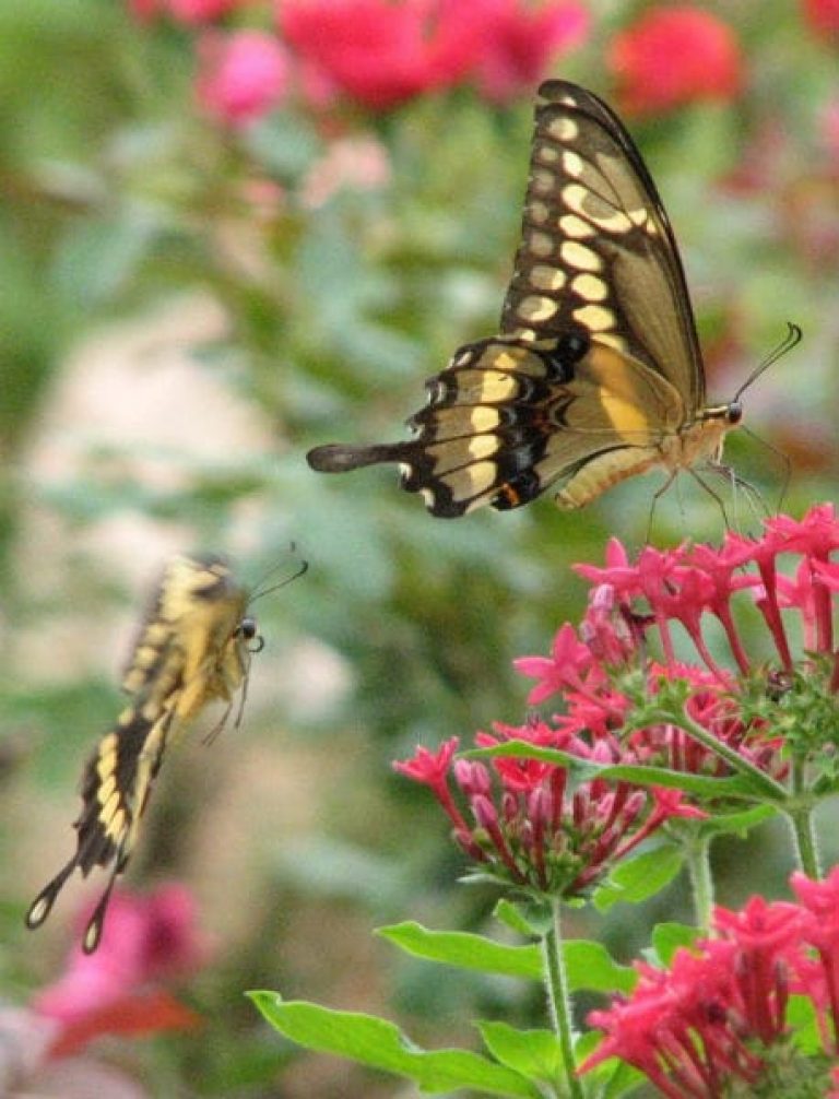 1499461990Pentas-Pentas-lanceolata-detail-swallowtail-butterfly-brad-wier-SABG-2009.jpg