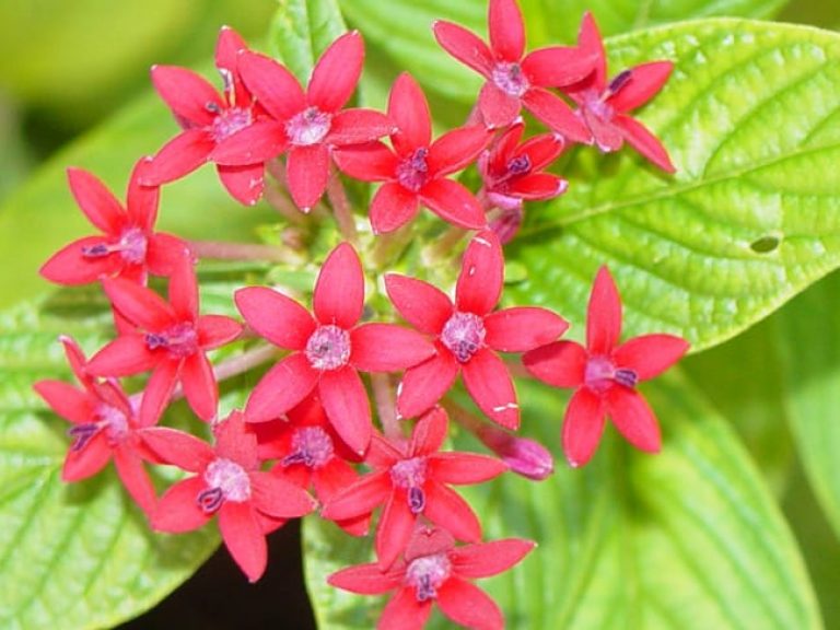 1499462007Pentas-pentas-lanceolata-detail.jpg