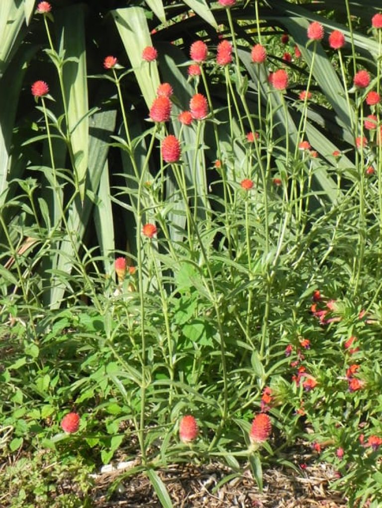 1499778384Globe-Amaranth-Gomphrena-globosa-Strawberry-fields-form-sabg-8-2014.jpg