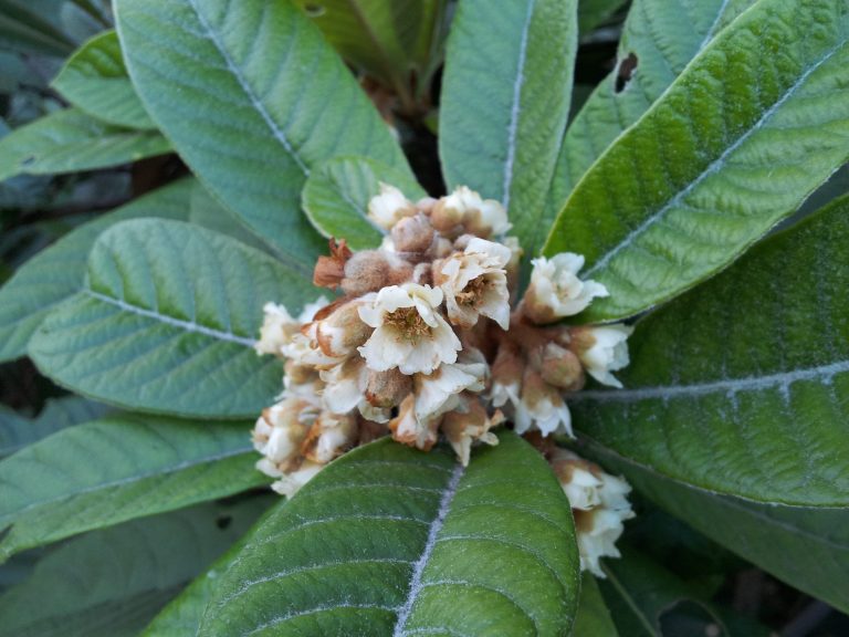 1499964425Loquat-Eriobotrya-japonica-detail-flowering-brad-wier-20140130_160647.jpg