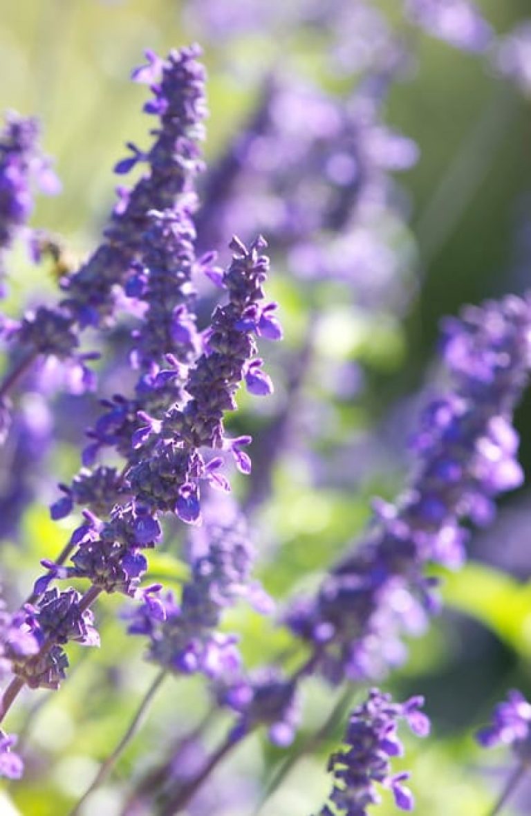 1499965009Sage-indigo-spires-Salvia-x-detail.jpg