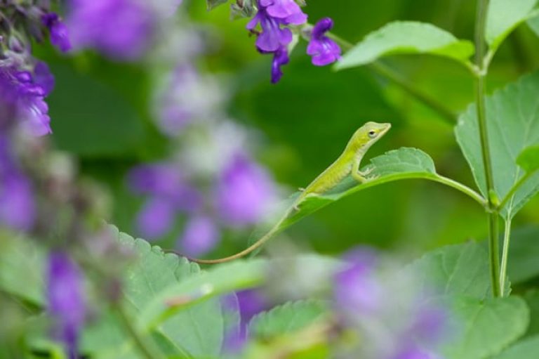 1499965038sage-indigo-spires-salvia-x-detail-wildlife.jpg