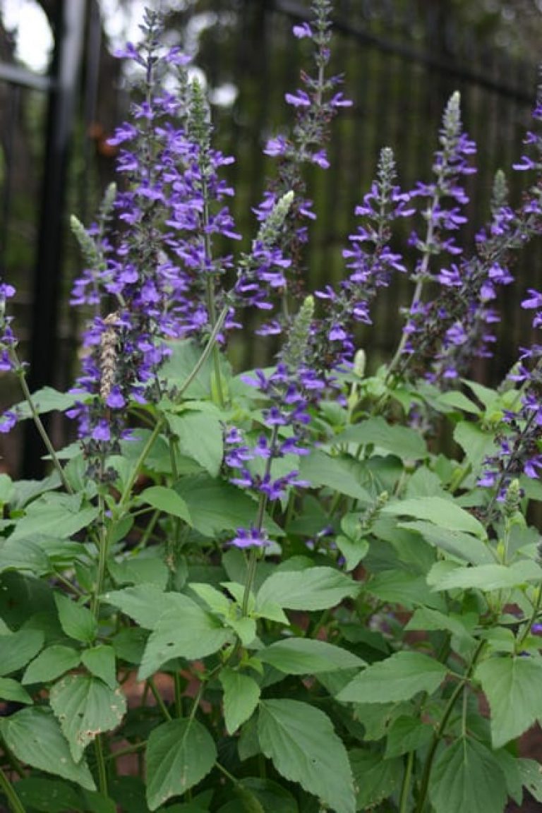 1499965065Sage-Indigo-spires-Salvia-x-form.jpg