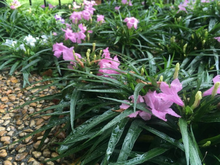 1503434874Dwarf-Mexican-Petunia-Ruellia-simplex-Katie-Pink-650-pixels.jpg