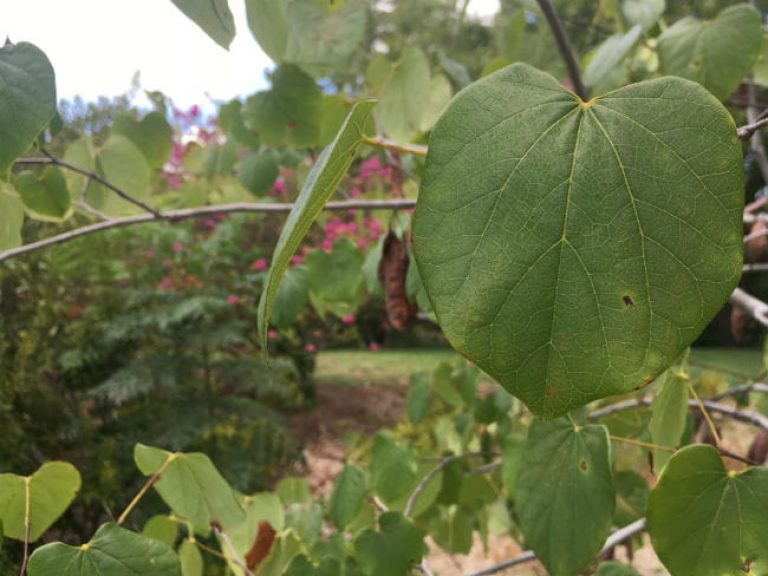 1504126593Redbud-oklahoma-Cercis-canadensis-var-texana-leaf-summer-web-sized.jpg