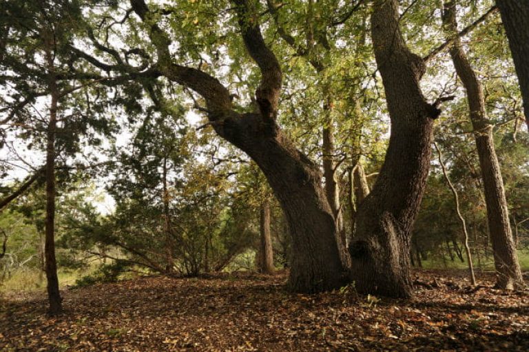 1505224200Escarpment-Live-oak-Quercus-fusiformis-detail-ep-161122_5119.jpg