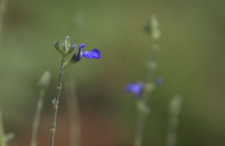 1506105073Sage-Mexican-Blue-Salvia-chamaeryoedes.jpg