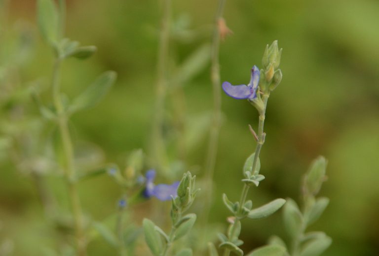 1506105083Sage-Mexican-blue-Salvia-chamaeryoides-detail.jpg