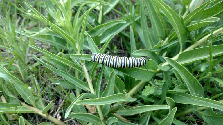 1506431003Milkweed-green-flowered-Asclepias-asperula-monarch.jpg