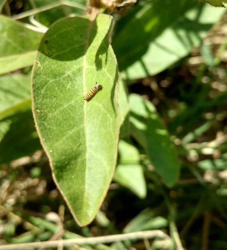 1506604053milkweed-zizotes-Asclepias-oenothoroides-cat.jpg