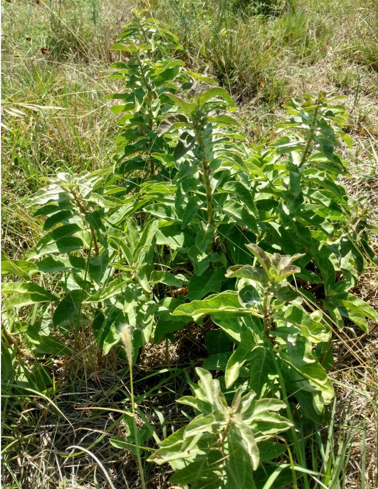 1506604754milkweed-zizotes-Asclepias-oenotheroides-plant2.jpg