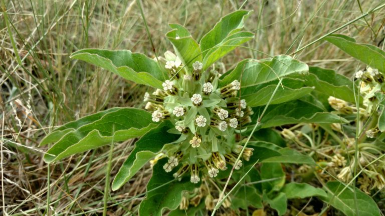 1506604765milkweed-zizotes-Asclepias-oenotheroides-close1.jpg