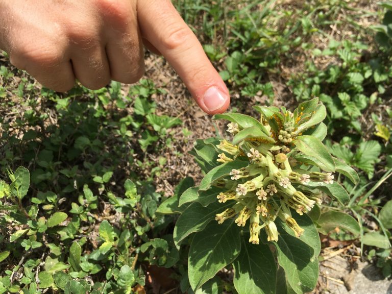 1506690321milkweed-zizotes-Asclepias-oenotheroides-detail-pointing-vance-jackson-august-2017.JPG