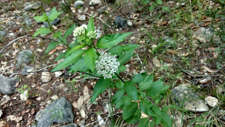 1507057326Milkweed-Texas-Asclepias-texana.jpg