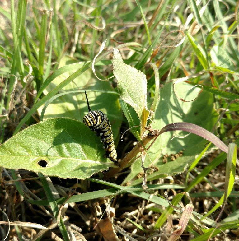 1507061869milkweed-zizotes-Asclepias-oenotheroides-monarh2.jpg