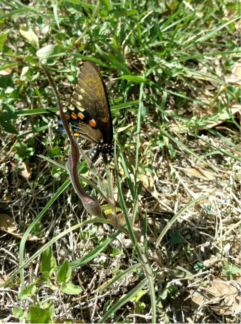 1507206487Swanflower-Aristolochia-erecta-swallowtail2.jpg