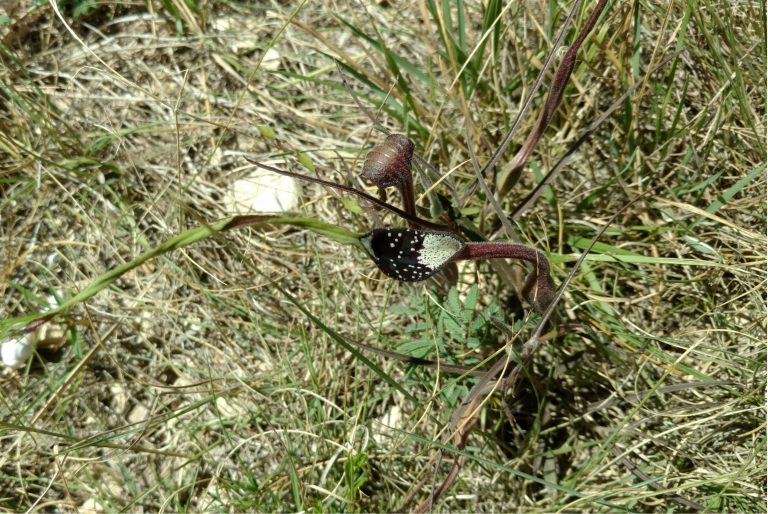 1507209076Swanflower-Aristolochia-erecta-full.jpg