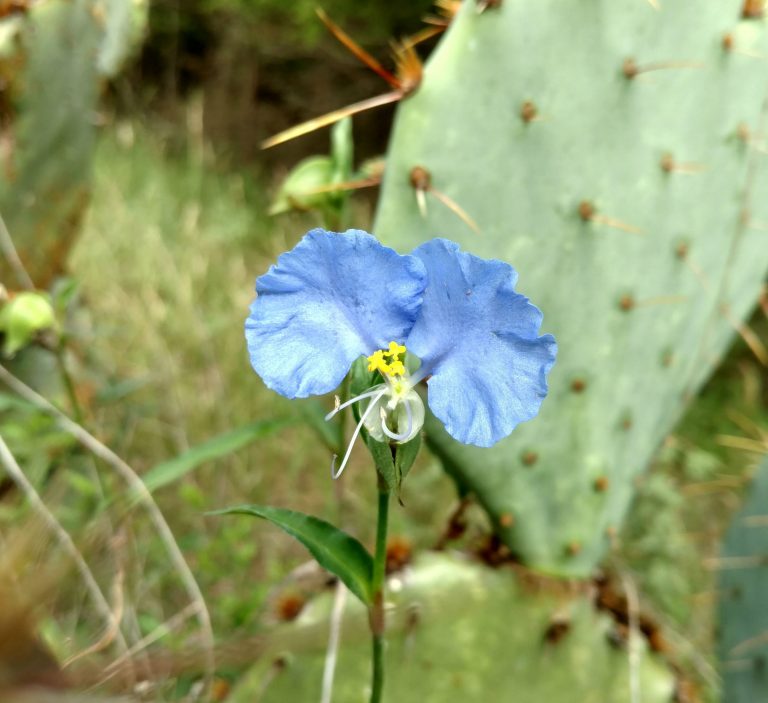 1512588371Dayflower-Commelina-erecta1.jpg