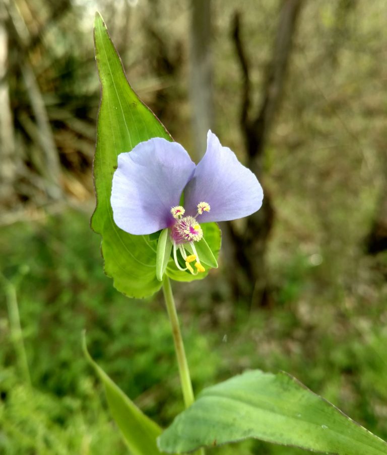 1512589688False-dayflower-Tinantia-anomala.jpg