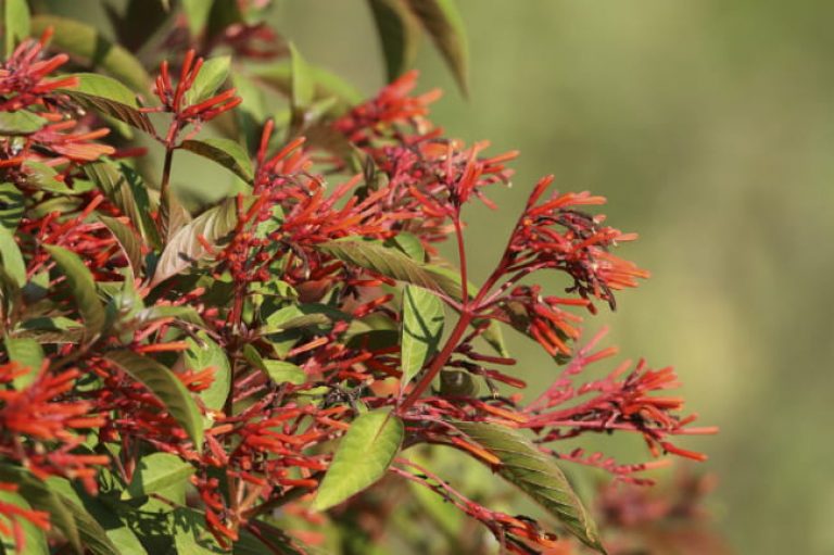 1513109214plants-firebush-Hamelia-patens-detail-flower-eric-pohl-mitchell-lake-september-650.jpg