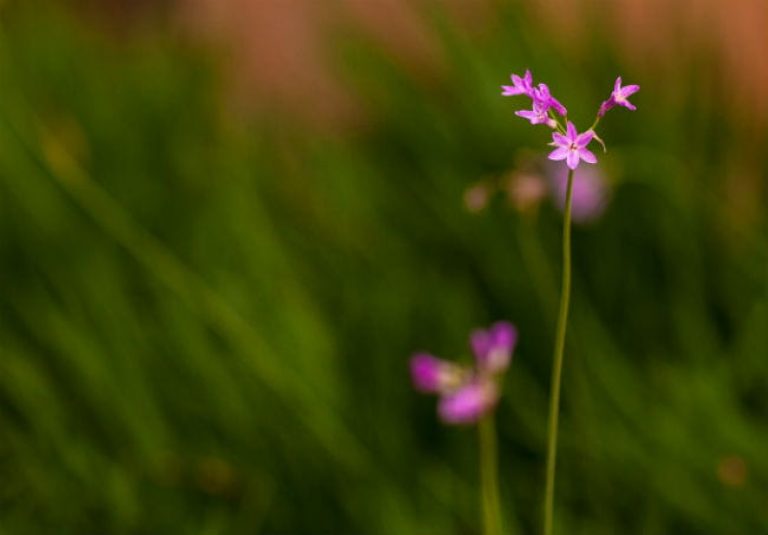 1513112537Society-garlic-Tulbaghia-violacea-detail-SA-Central-Library-jr.jpg