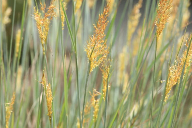 1513171719Indian-grass-Sorghastrum-nutans-detail-SABG-Brad-Wier-September-2017-650.jpg