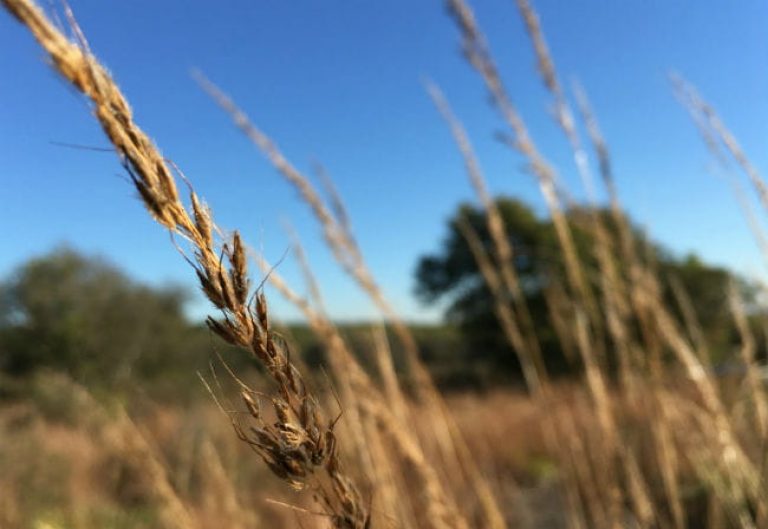 1513188123Yellow-indiangrass-Sorghastrum-nutans-detail-seeds-650-2.jpg