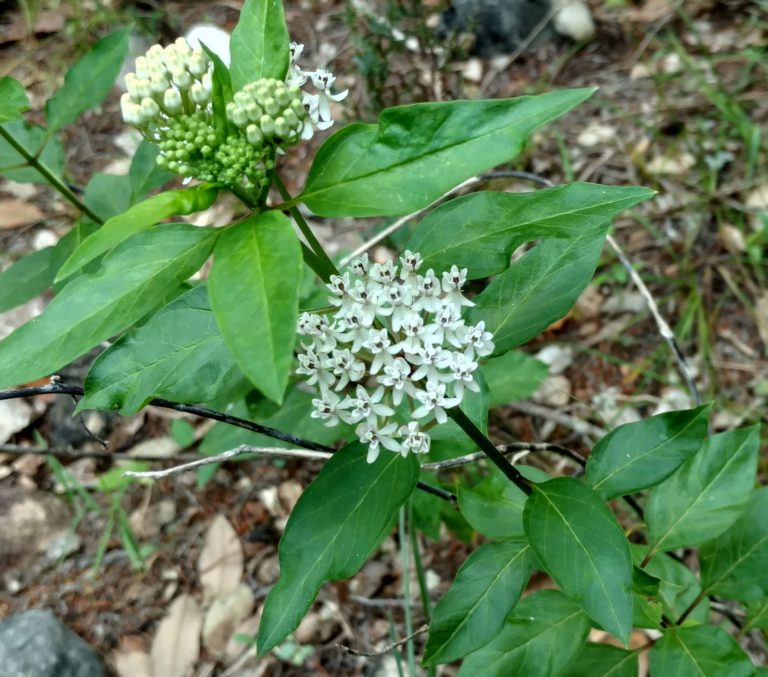 1513287785Milkweed-Texas-Asclepias-texana-close.jpg