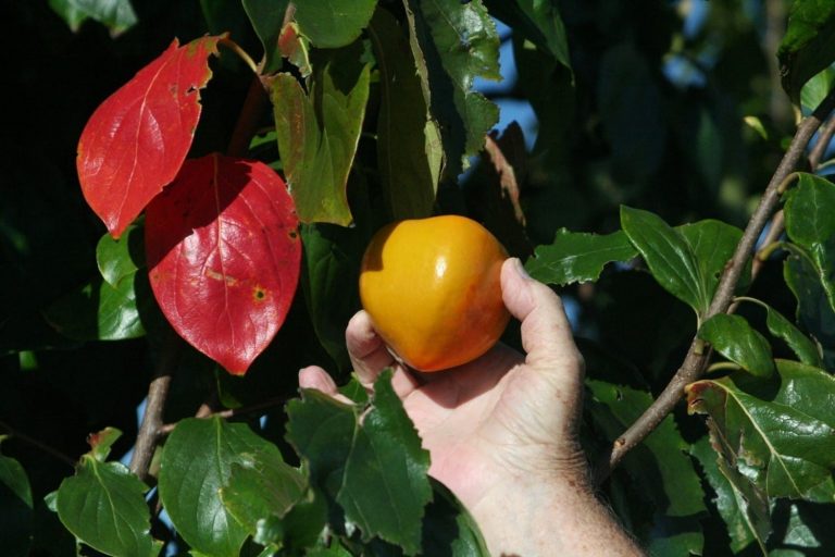 1519056130Persimmon-Asian-Diospyros-kaki-detail-fruit-Jerry-Parsons.jpg